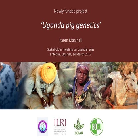 Uganda pig genetics