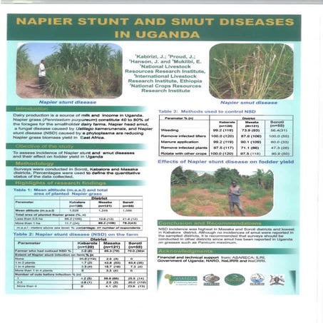 Napier stunt and smut diseases in Uganda