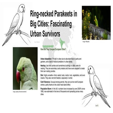 Ugly Slide Project - Ring necked parakeets | Handmade Example Mockup for Redesign