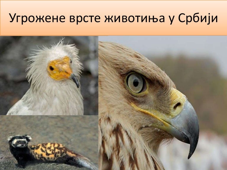 Угрожене врсте у Србији