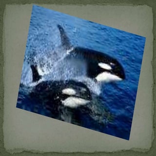  Animals that... Uia 5a 