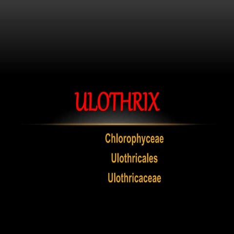 Ulothrix