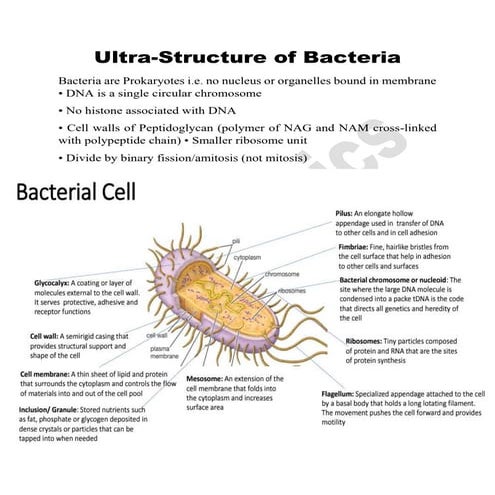 Ultra-Structure of Bacteria for B.Sc. Biotech/Botany Sem-1 & 3