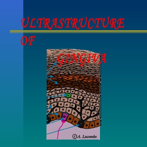 Ultrastr of gingiva