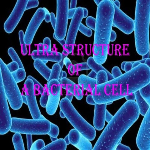 Ultra structure of a bacterial cell 