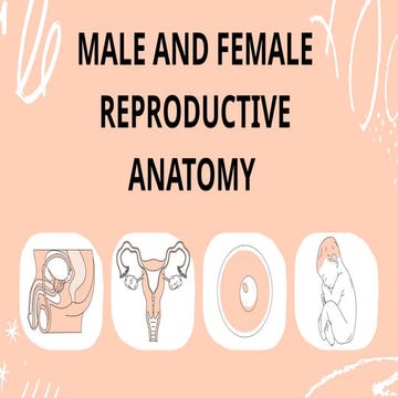Human_Reproductive_System_Grade_7.pptx tutorial | PPTX
