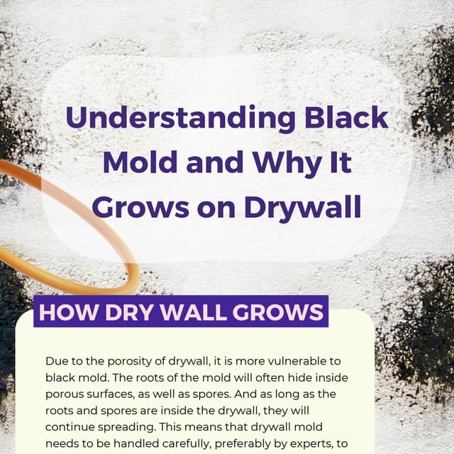 Understanding Black Mold and Why It Grows on Drywall.pdf