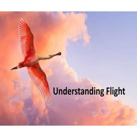 Understanding flight