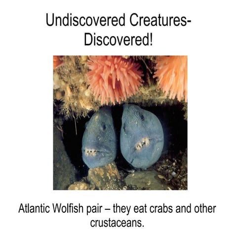 Underwater world undiscovered-creatures-discovered