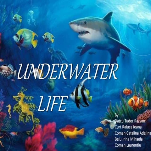 Underwater life