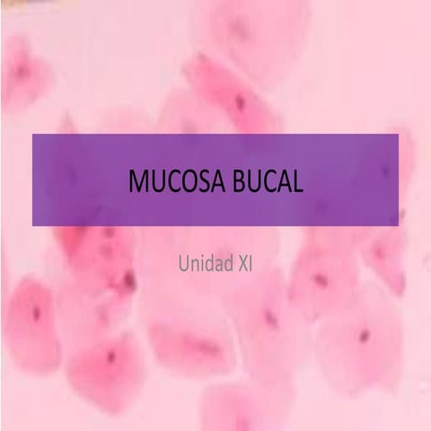 Mucosa bucal