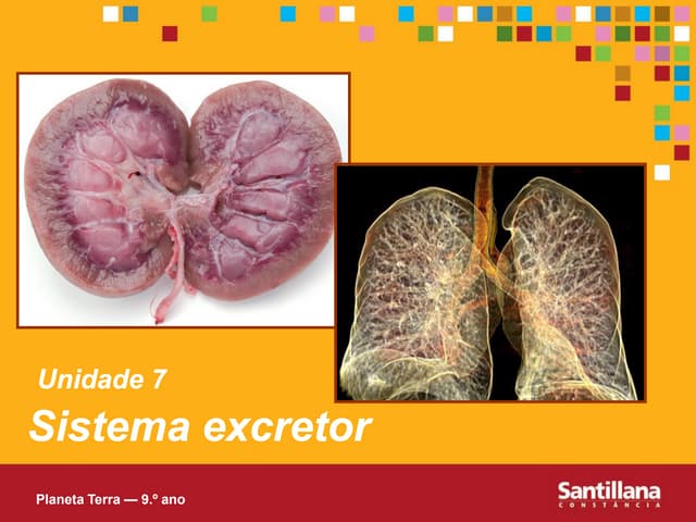 Unidade 7   sistema-excretor-