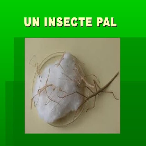 Insectes pal | PPT