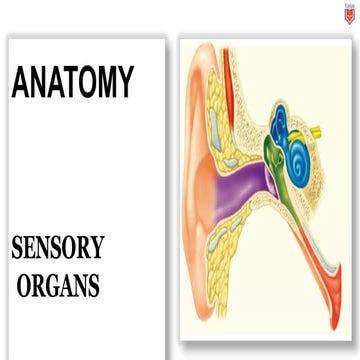 SENSE ORGANSEyes: Allow us to see Ears: Allow us to hear Nose: Allows us to s...