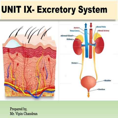 Unit- IX Excretory System.pptx