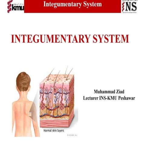 Skin and its appendages | PPTX