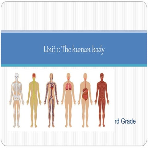 The human body. Circulatory system, respiratory system and digestive system