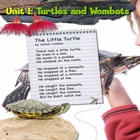 Reading Eggs - Turtle, Wombat poems