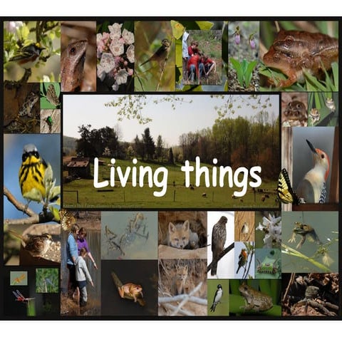 Unit 1. living things sonia peco ceip gloria fuertes (copia conflictiva de maria jose ferrer lopez 2012 07-07)