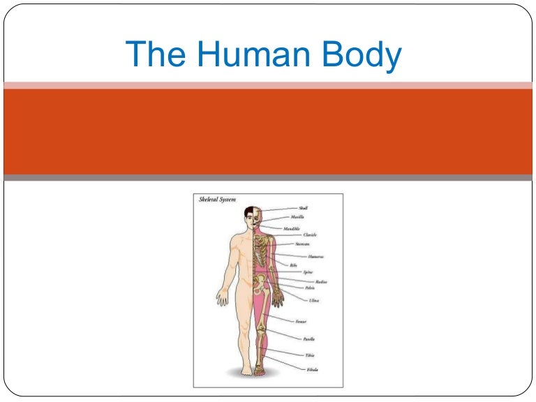 The Human Body