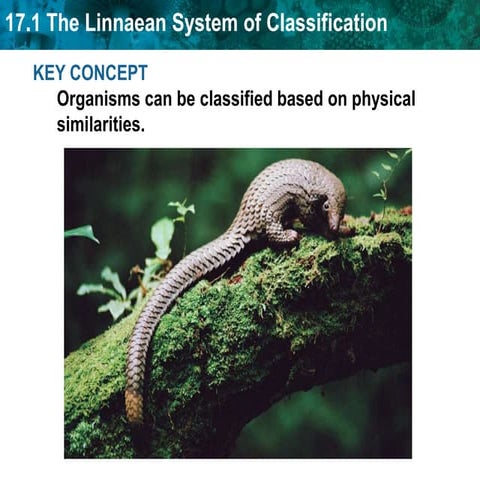 Unit 17a Scientific classification
