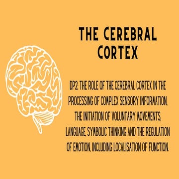 Psychology Unit 1 The brain