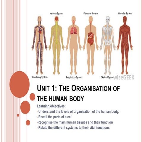 Unit1: Organisation of Human Body