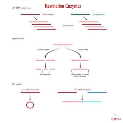 Unit 1 Part 2.pptxwjejnjnljfnljfnkjrnfjrjfn