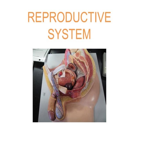 Unit 1 reproductive system
