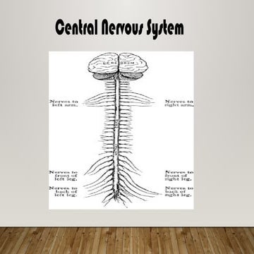 Unit 25 The Nervous System 2.pptxjhjgfda