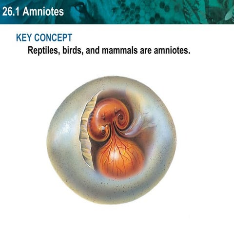 Unit 26 Amniotes