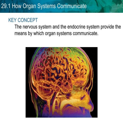 Unit 29 Endocrine System