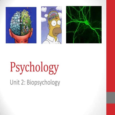 Unit 2 Biopsychology PowerPoint