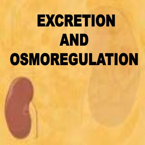 Excretion and osmoregulation(1)