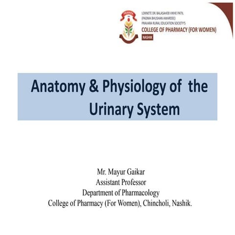 Urinary System