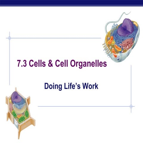 Unit 3  ch 7.3 cell organelles
