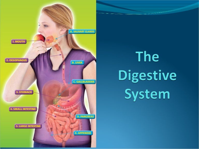 Unit3 digestive system