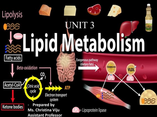 Chem 45 Biochemistry: Stoker chapter 25 Lipid Metabolism | PDF