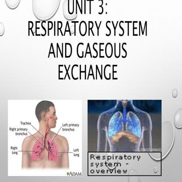 Unit 3 respiratory system and gas exchange(2)