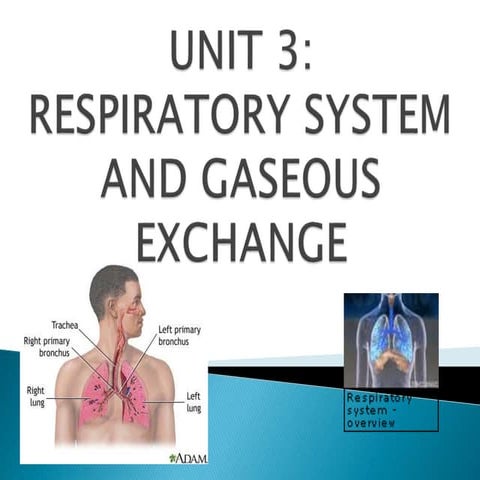 Unit 3 respiratory system and gas exchange(3)