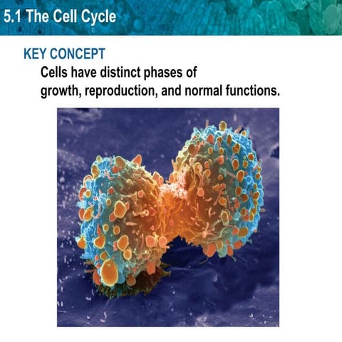 Unit 5 The Cell Cycle And Mitosis | PPTX