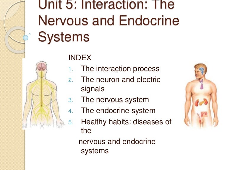 Unit 5 Nervous System