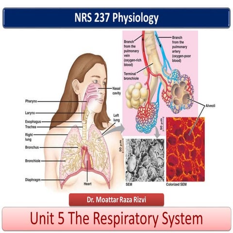 Unit 5 respiratory system nrs 237 new