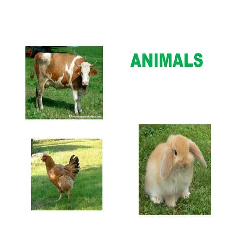 Animals unit 3 | PPT