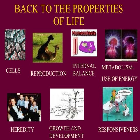 Unit 6 dna powerpoint(revised2006)
