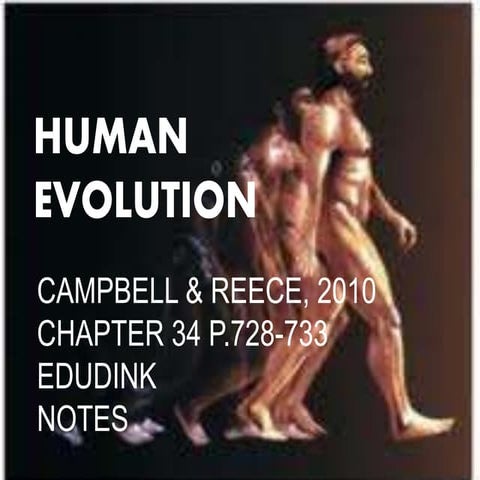 human evolution