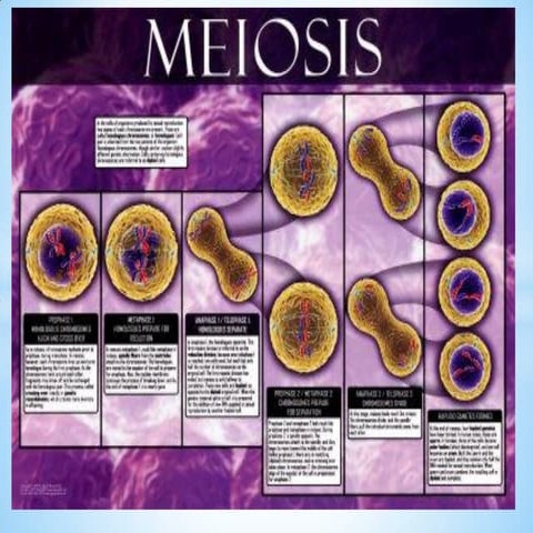 Unit 7 meiosis powerpoint (revised2006)
