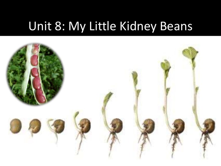Unit 8 My Little Kidney Beans