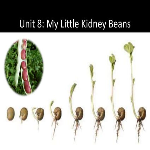 Unit 8: My Little Kidney Beans | PPTX