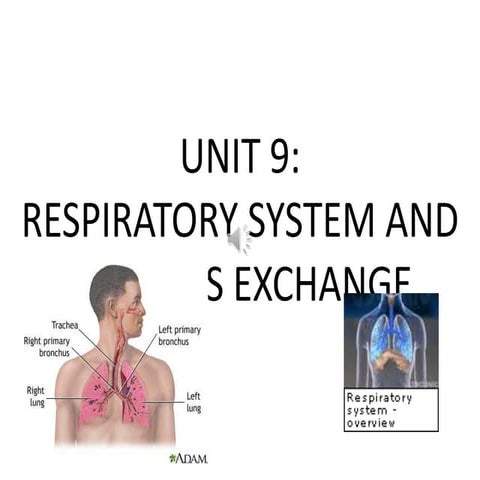 Respiratory system and gaseous exchange
